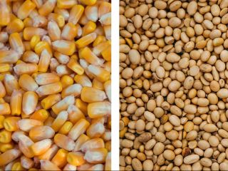 We buy corn, soybeans I buy wholesale, small wholesale