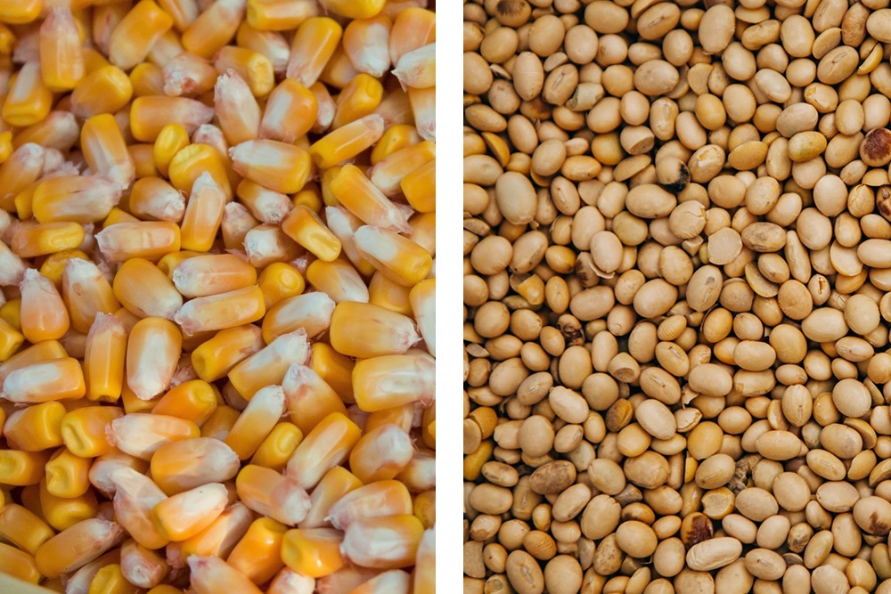 We buy corn, soybeans I buy wholesale, small wholesale soybeans, corn