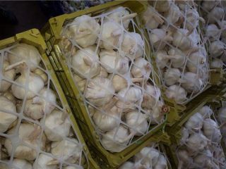 600 tons of first-class garlic for export Garlic for
