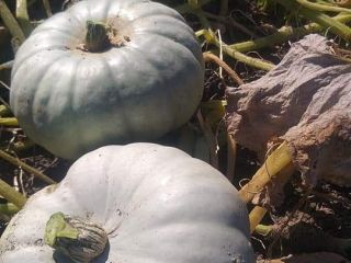 Bostan sort "Organic pie" fruit of the year 2021.