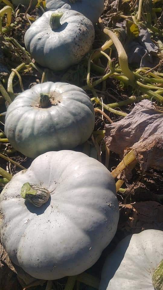 Bostan sort "Organic pie" fruit of the year 2021