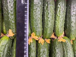 Ground cucumber for sale (My Lato - Russia), up