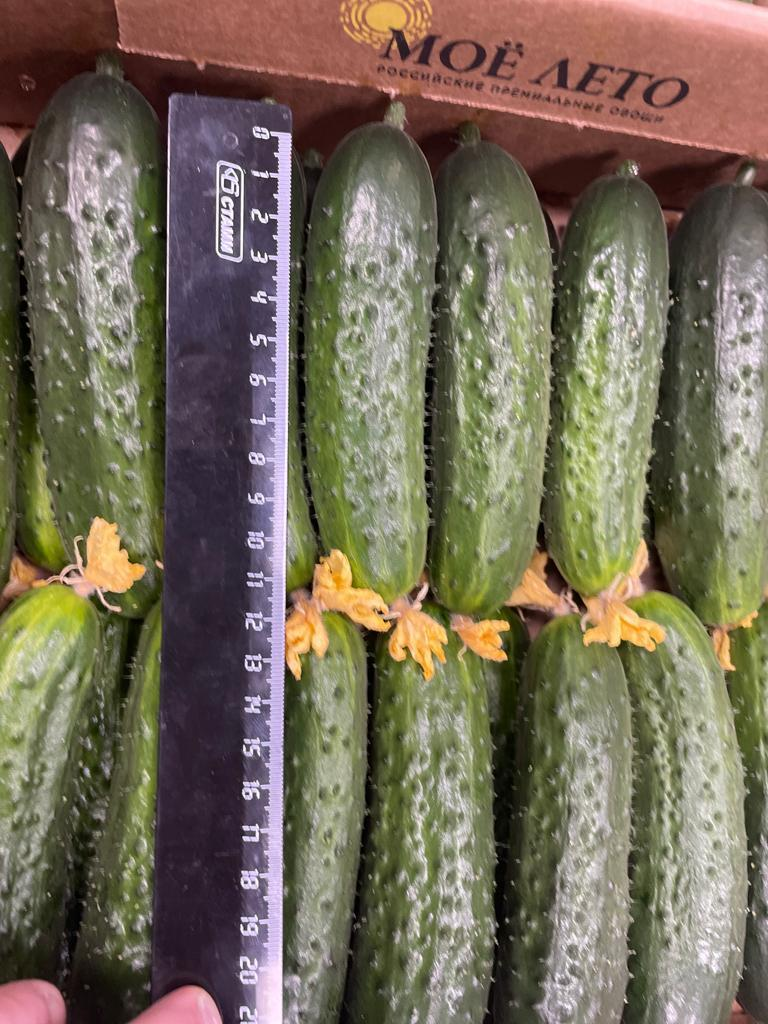 Ground cucumber for sale (My Lato - Russia), up to 12 cm