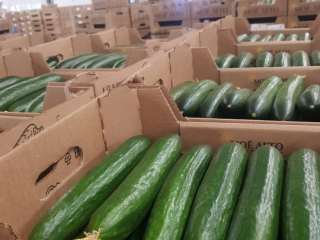 Greenhouse cucumber (My Summer company - Russia) TIRO delivery