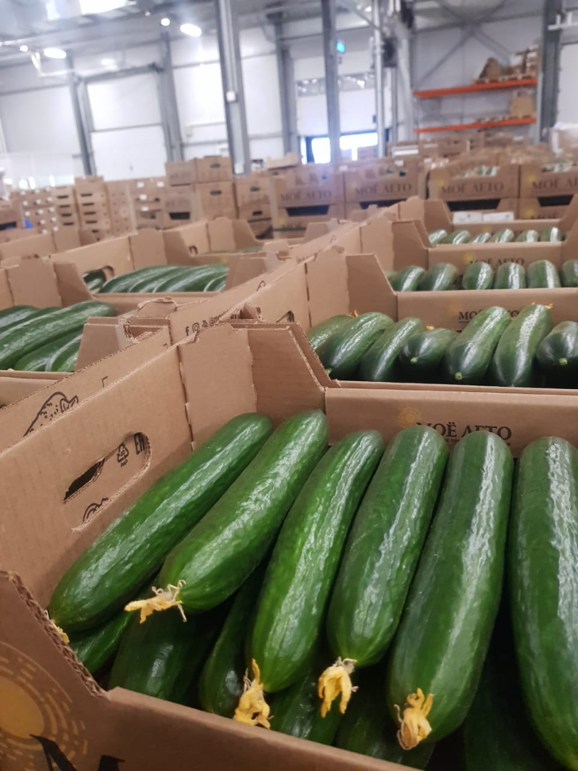 I will sell a greenhouse cucumber (My Summer company - Russia)