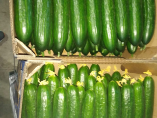 Greenhouse cucumber for sale (Gorkunov-Russia company). TIR deliveries. Please