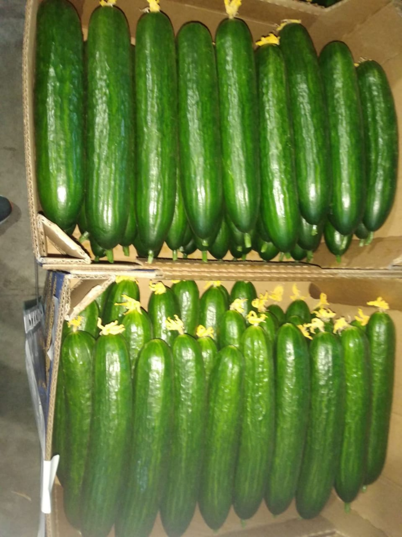 Greenhouse cucumber for sale (Gorkunov-Russia company)