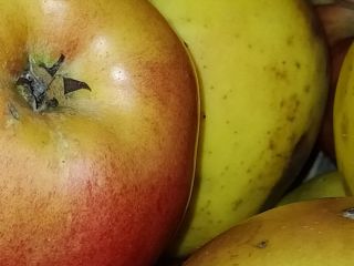 Renet apple for sale! I sell apples of the