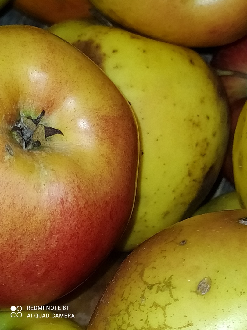 Renet apple for sale! I sell apples of the renet variety from my own orchard