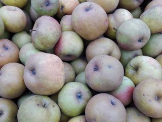 Renet apple for sale! I am selling apples of