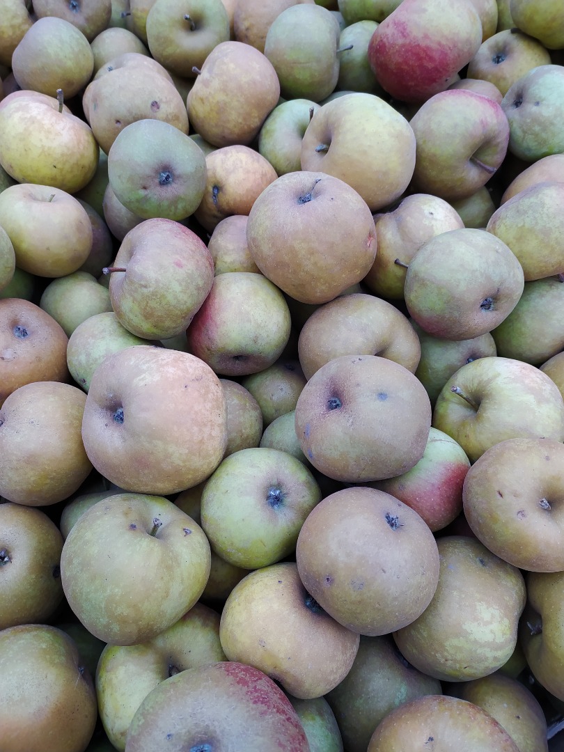 Renet apple for sale! I am selling apples of the renet variety from my own orchard