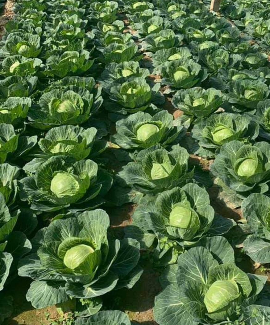fresh white cabbage