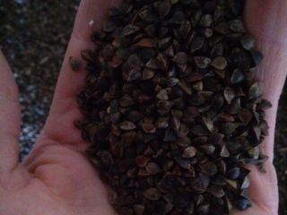 I will sell 5 tons of dry conventional buckwheat,