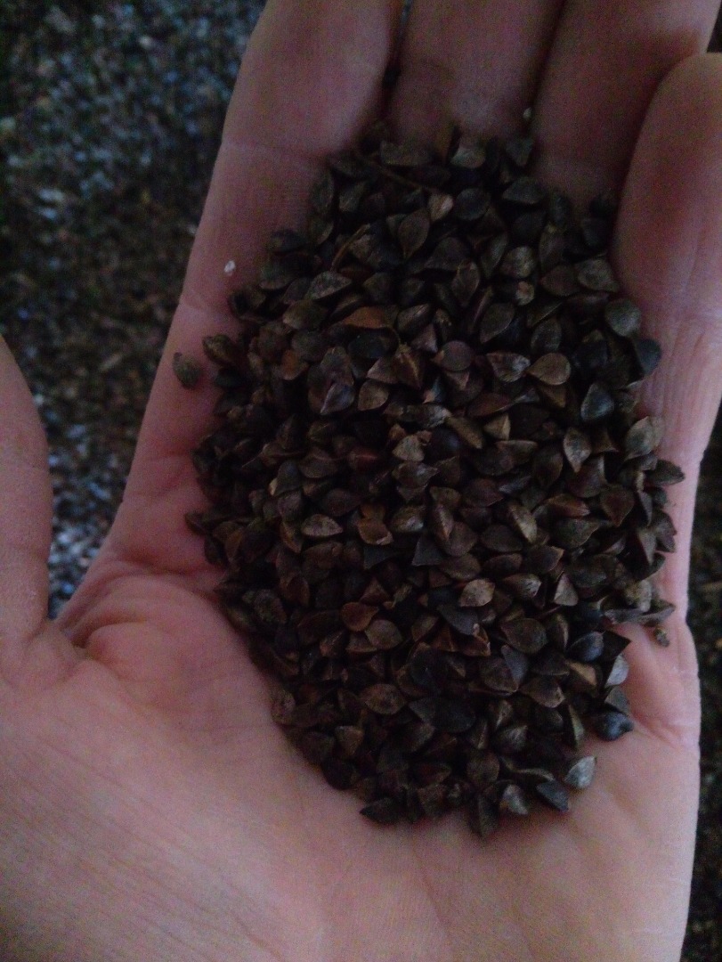I will sell 5 tons of dry conventional buckwheat, not dough