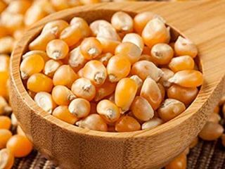 GMO and Non GMO Yellow Corn Grade A Origin