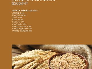 GMO and Non GMO Wheat Grade A Origin :USA