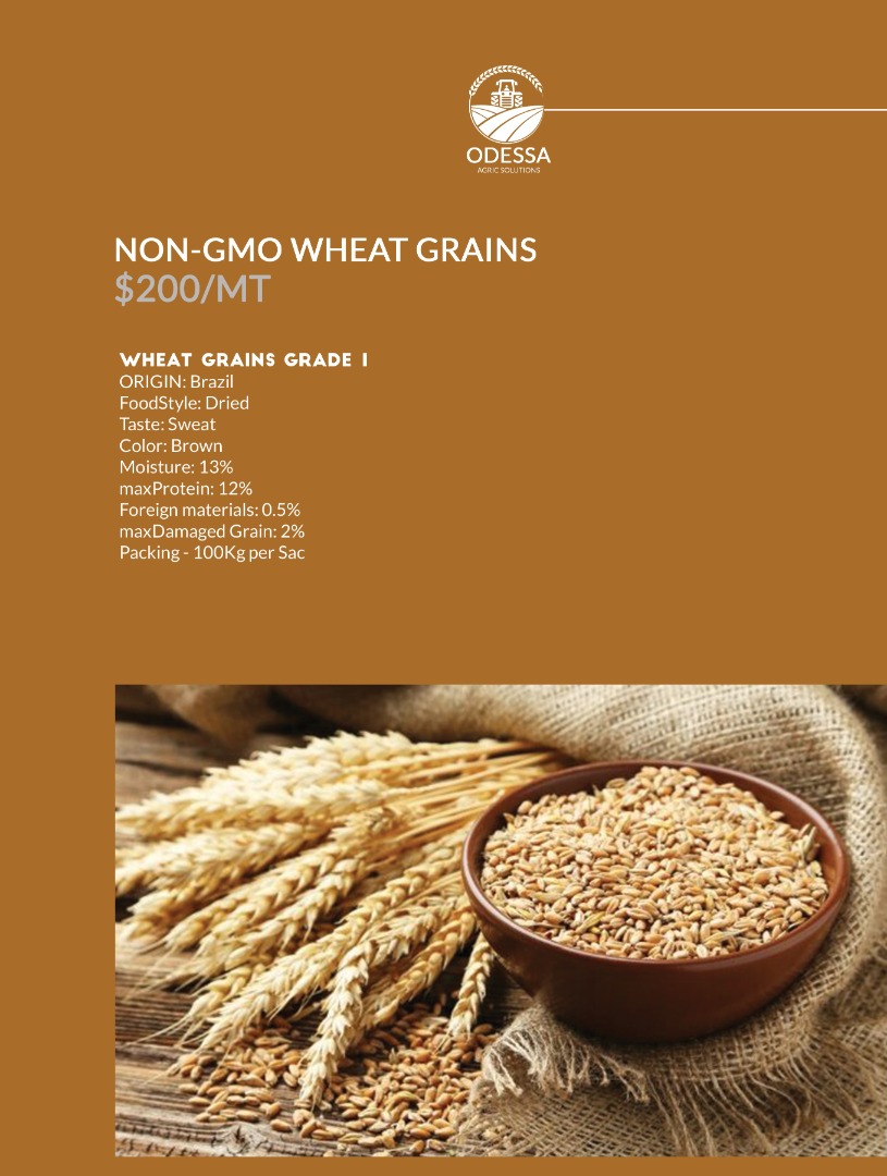 GMO and Non GMO Wheat Grade A Origin :USA Moisture