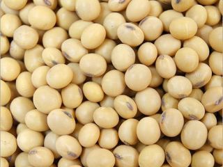 GMO and Non GMO Soy Beans Grade A Origin