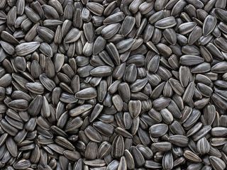 GMO and Non GMO Sunflower seeds Grade A Origin