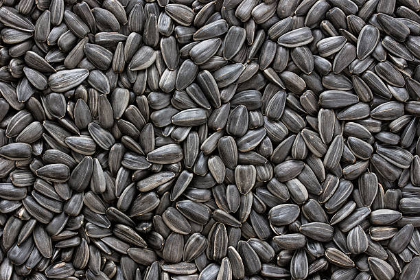 GMO and Non GMO Sunflower seeds Grade A Origin :Brazil Moisture