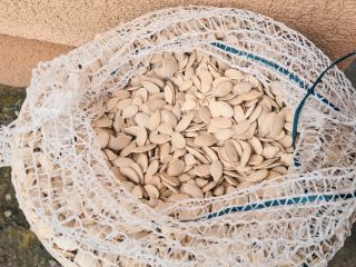 Hello, I have Bambino and Melonowa pumpkin seeds for