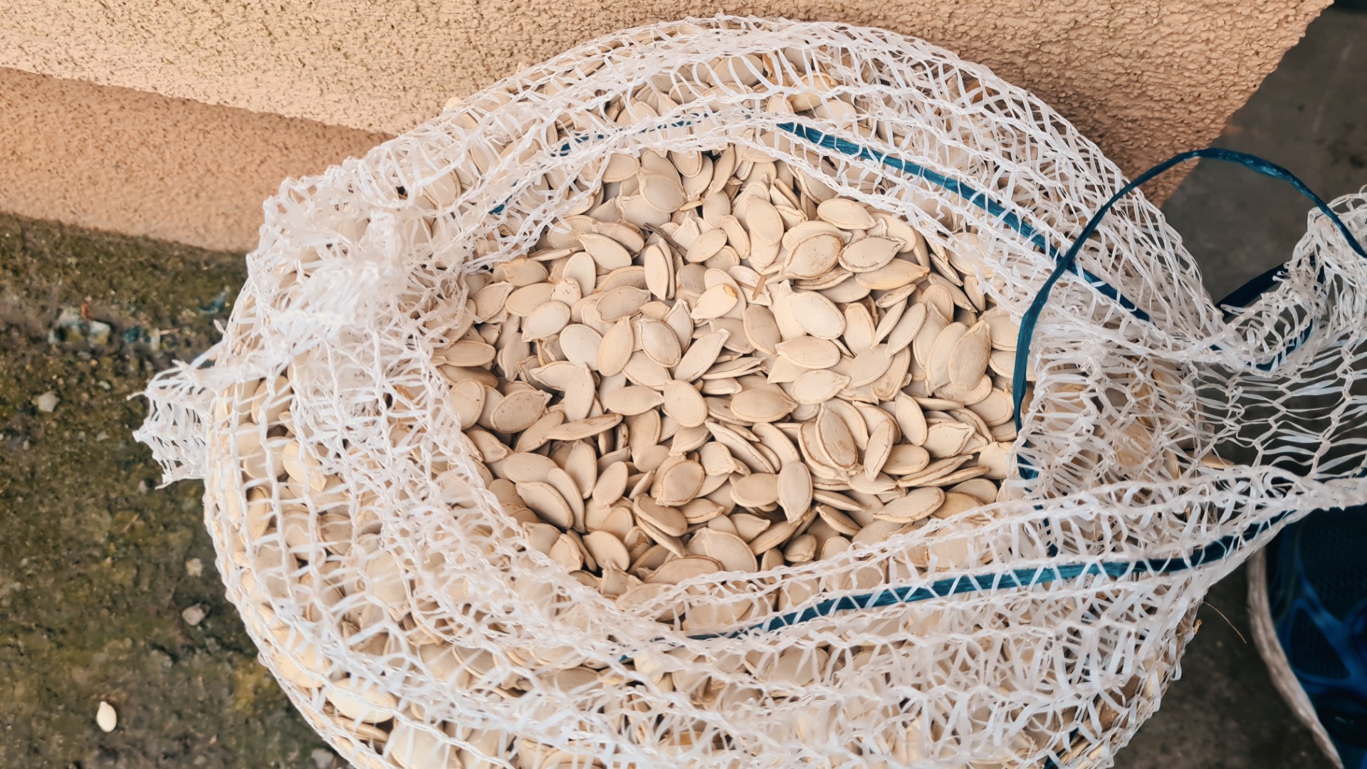 Hello, I have Bambino and Melonowa pumpkin seeds for sale after the original from 2021