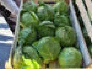 Spring cabbage, extra class, wooden or plastic packaging, 8-10