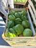Spring cabbage, extra class, wooden or plastic packaging, 8-10 kg/ box