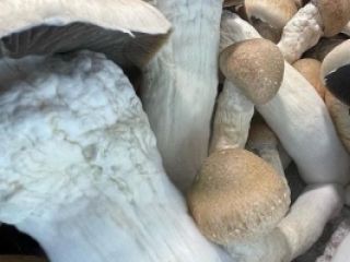 I will sell White Mushroom (Rizen) packed 3 kg,