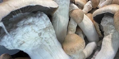 I will sell White Mushroom (Rizen) packed 3 kg, 2.5 kg and 2 kg