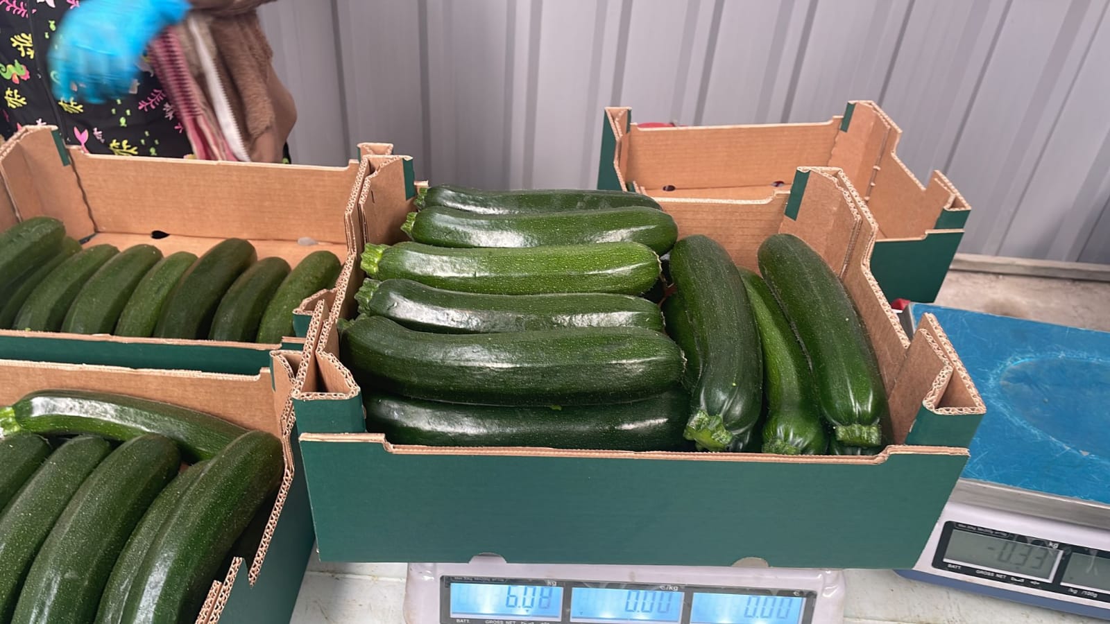 Organic zucchini Origin: Spain Calibration: 14/21 Pallet: 720 kg Availability: daily Delivery: DE, AT, IT Price includes delivery in AT