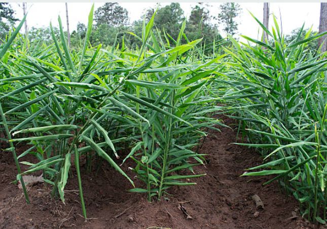 Djoy And Sons Agro Service One of the largest Agro export company in Africa