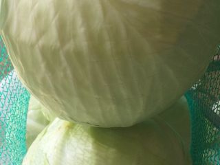 for sale white market cabbage kal 1-3 and cabbage
