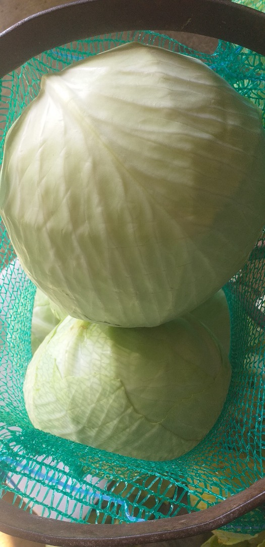 for sale white market cabbage kal 1-3 and cabbage kal 3 + price 1.2 pallet packs