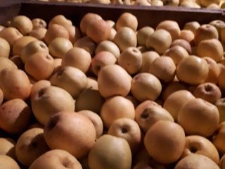 For sale, golden apples with net or glossy price