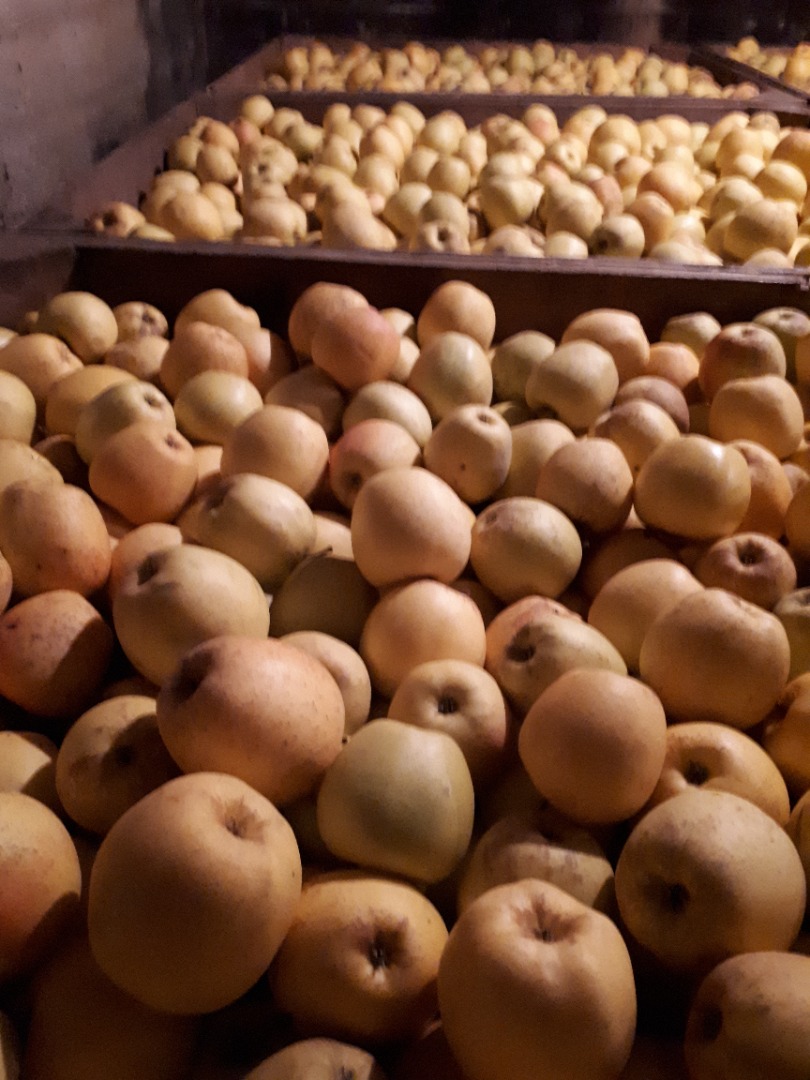 For sale, golden apples with net or glossy price 1.3 lei / kg.! Voinesti - Dâmbovița!