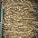 Description Horseradish seedling for sale, large quantities, I am a producer, pretty, more information by phone