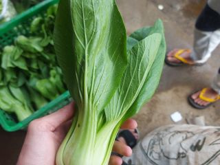 we produce various kinds of vegetables.Like tomatoes,bok choy,broccoli,spring onion,daikon,etc