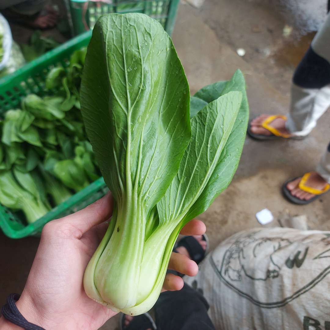 we produce various kinds of vegetables.Like tomatoes,bok choy,broccoli,spring onion,daikon,etc For our capacity 5-20 Tons
