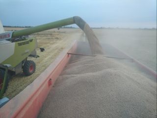 We sell forest perennial grain GÄA/Bioland certified loading on