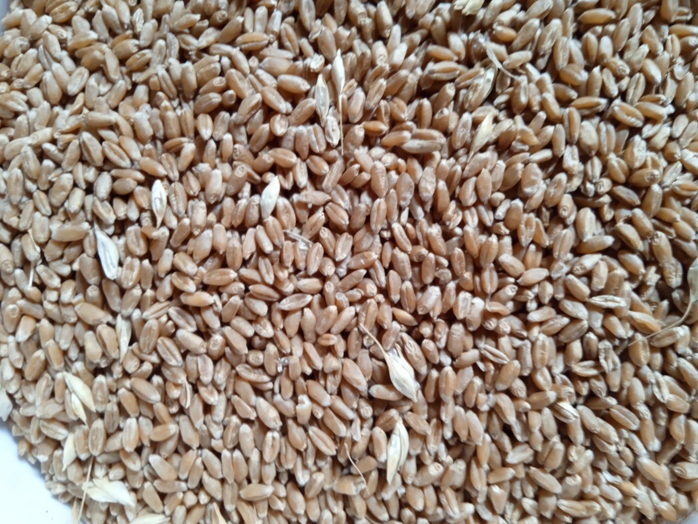 We have milling wheat in Stock, proteín 12,5% HLW 780 - 830 many varieties on different places