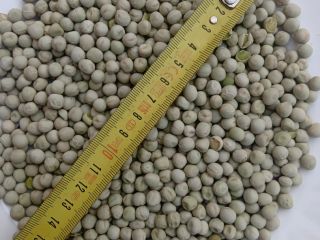 25mt of beautiful Green peas and 60Mt of yellow