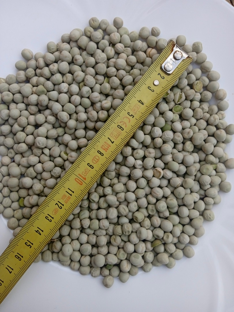 25mt of beautiful Green peas and 60Mt of yellow peas