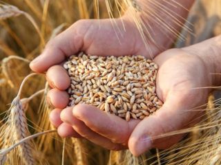 I need wheat in very large quantities urgently !!!