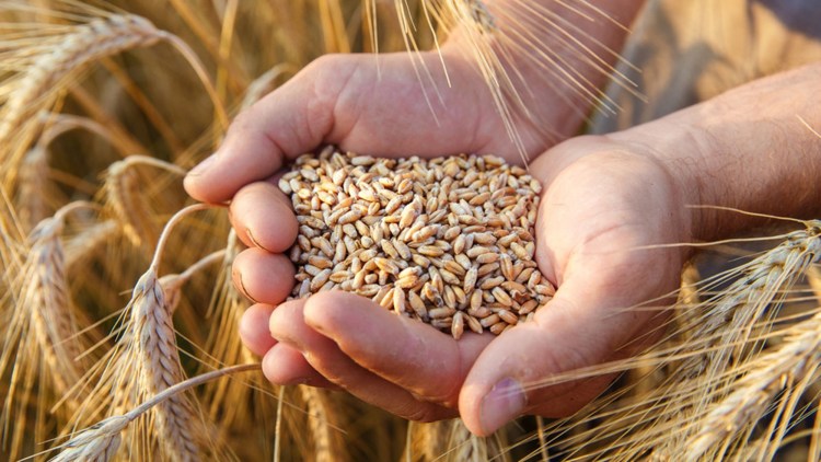 I need wheat in very large quantities urgently !!! For more details leave me a message on whatsapp at