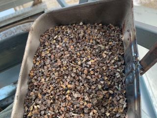 I am selling organic, certified, heavy, 14% moisture buckwheat