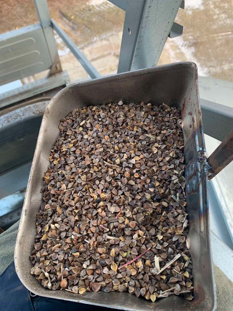 I am selling organic, certified, heavy, 14% moisture buckwheat