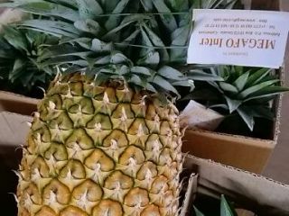 Best pineapple from Cameroon. We supply fresh and sweet