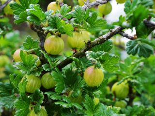 I will buy green and red dessert gooseberries, hand-picked