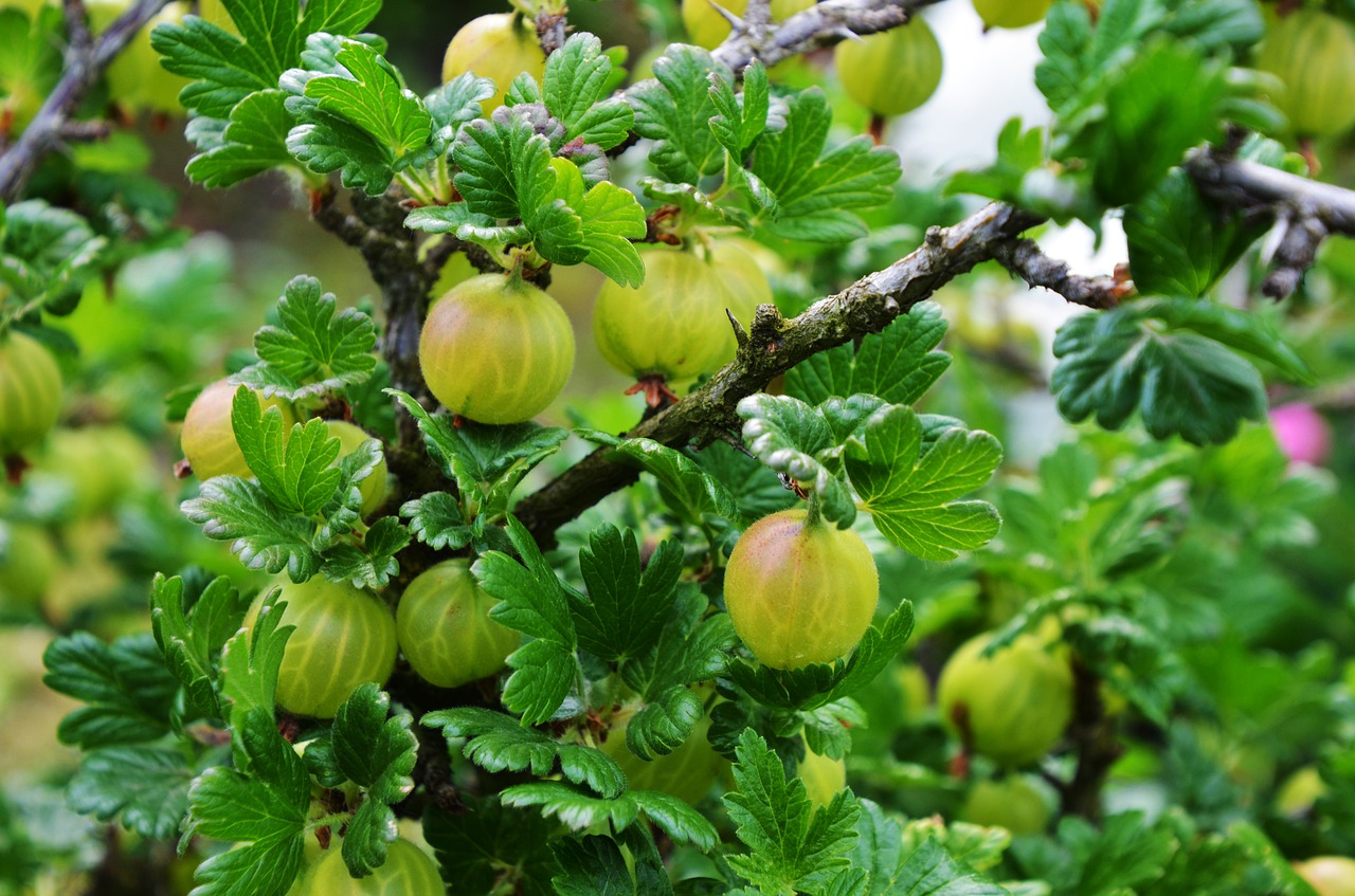 I will buy green and red dessert gooseberries, hand-picked